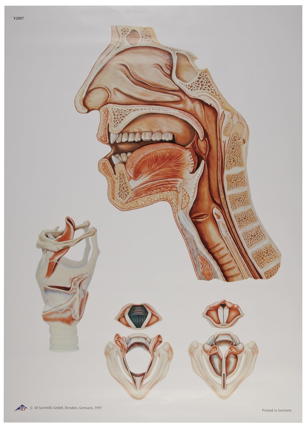 American 3B # V2007U