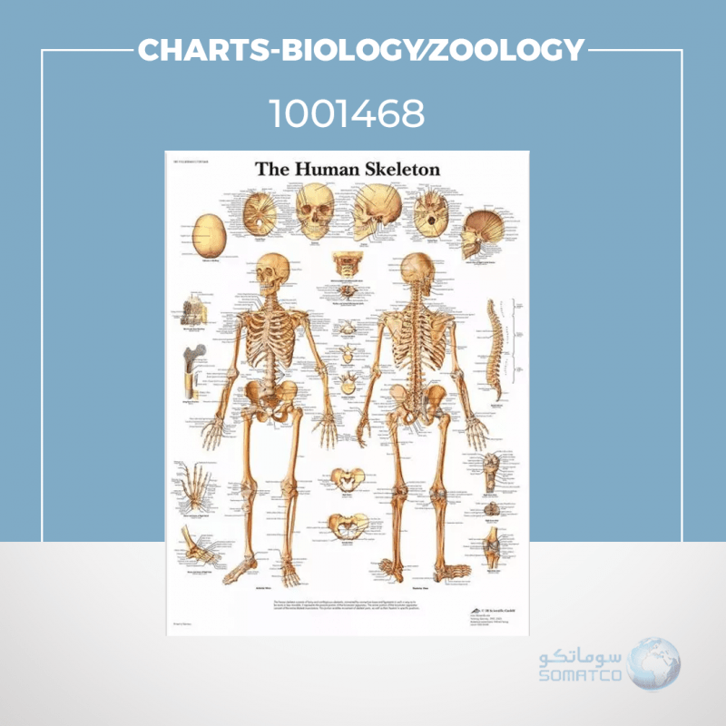 American 3B # VR1113L
