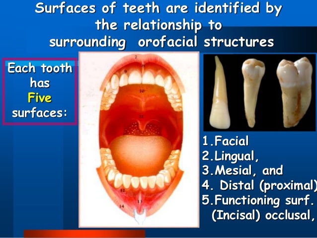American Tooth Ind # 085-54-0001