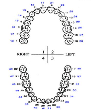 American Tooth Ind # 40-0404-81