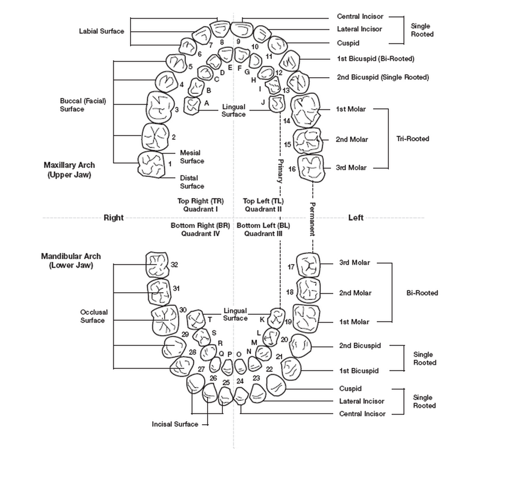 American Tooth Ind # 58-0001