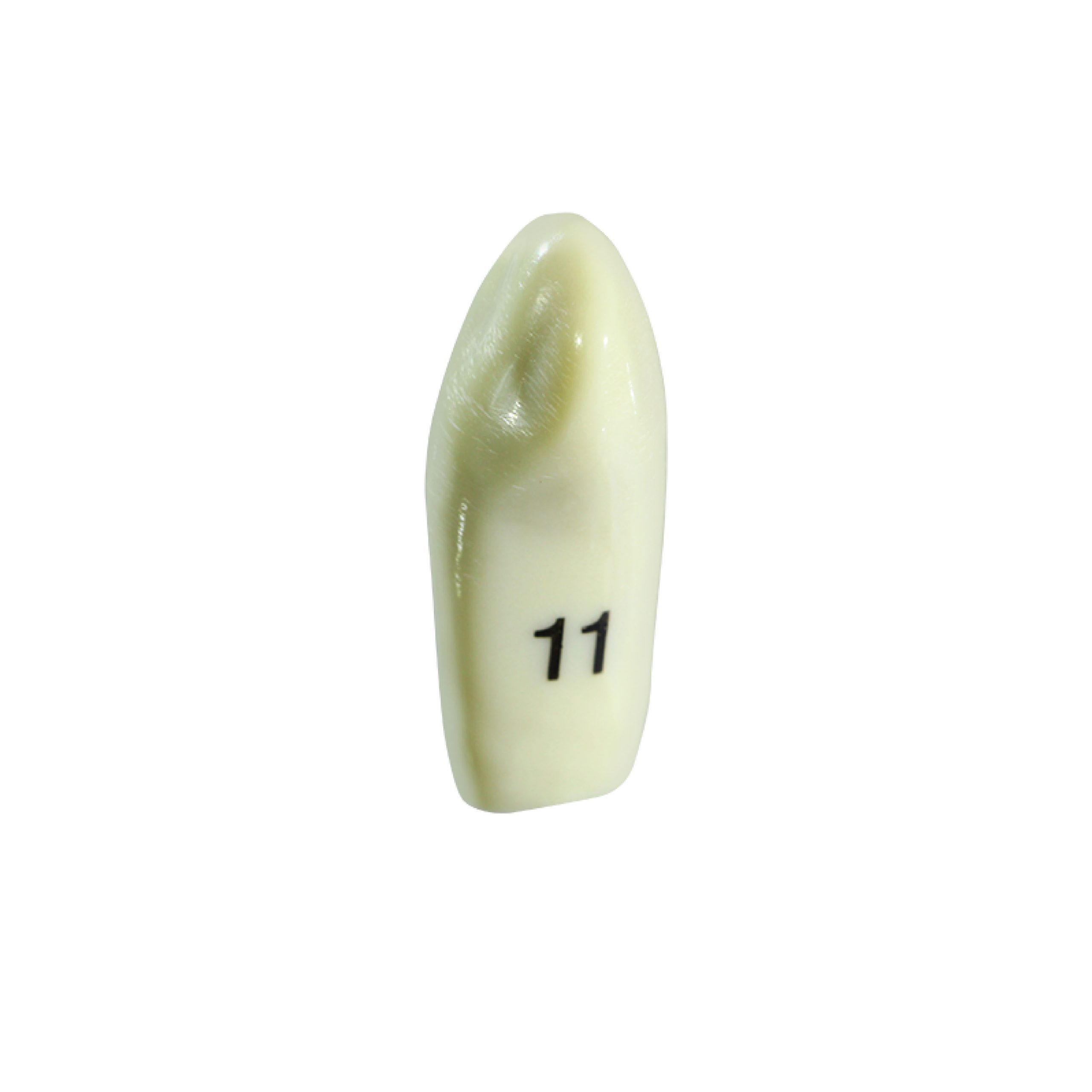 American Tooth Ind # A06211-11