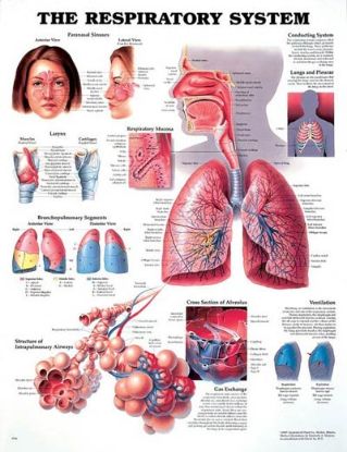 Anatomical Chart # 1587790300