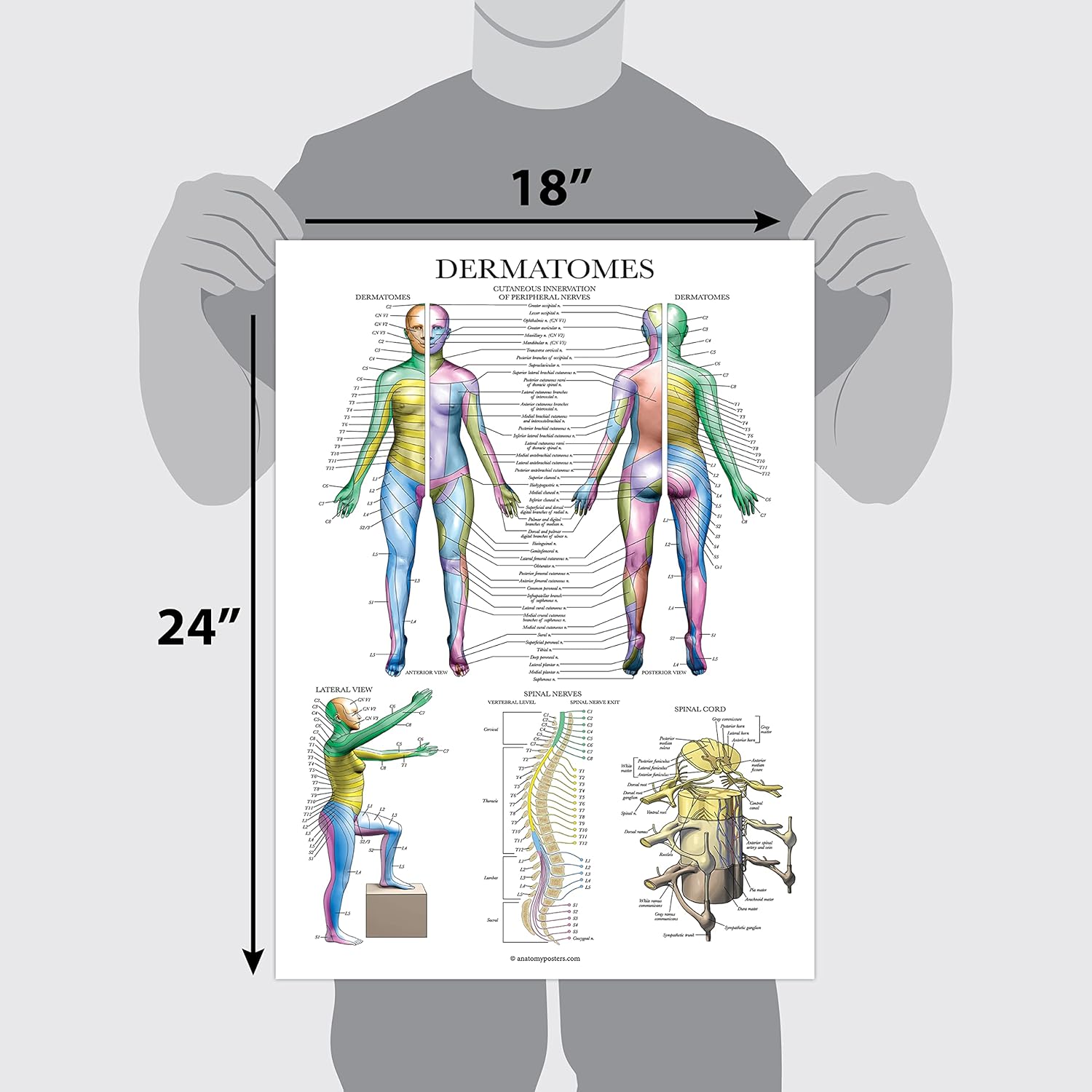 Anatomical Chart # 1587791116
