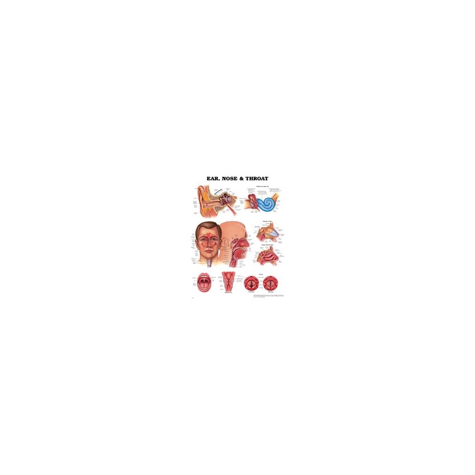 Anatomical Chart # 1587791153