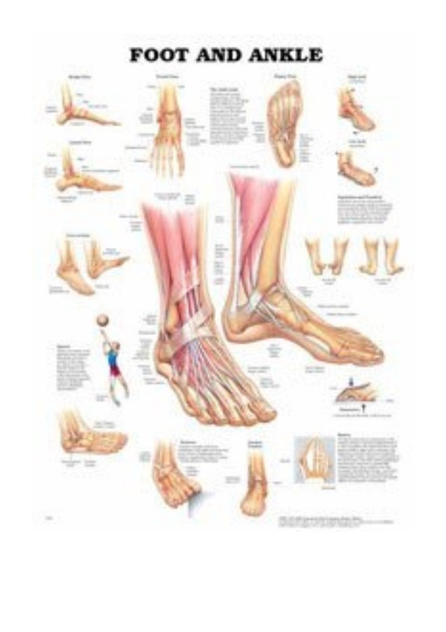 Anatomical Chart # 1587791374