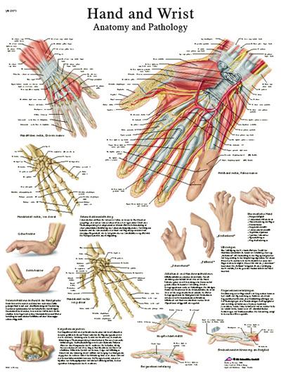 Anatomical Chart # 1587791420