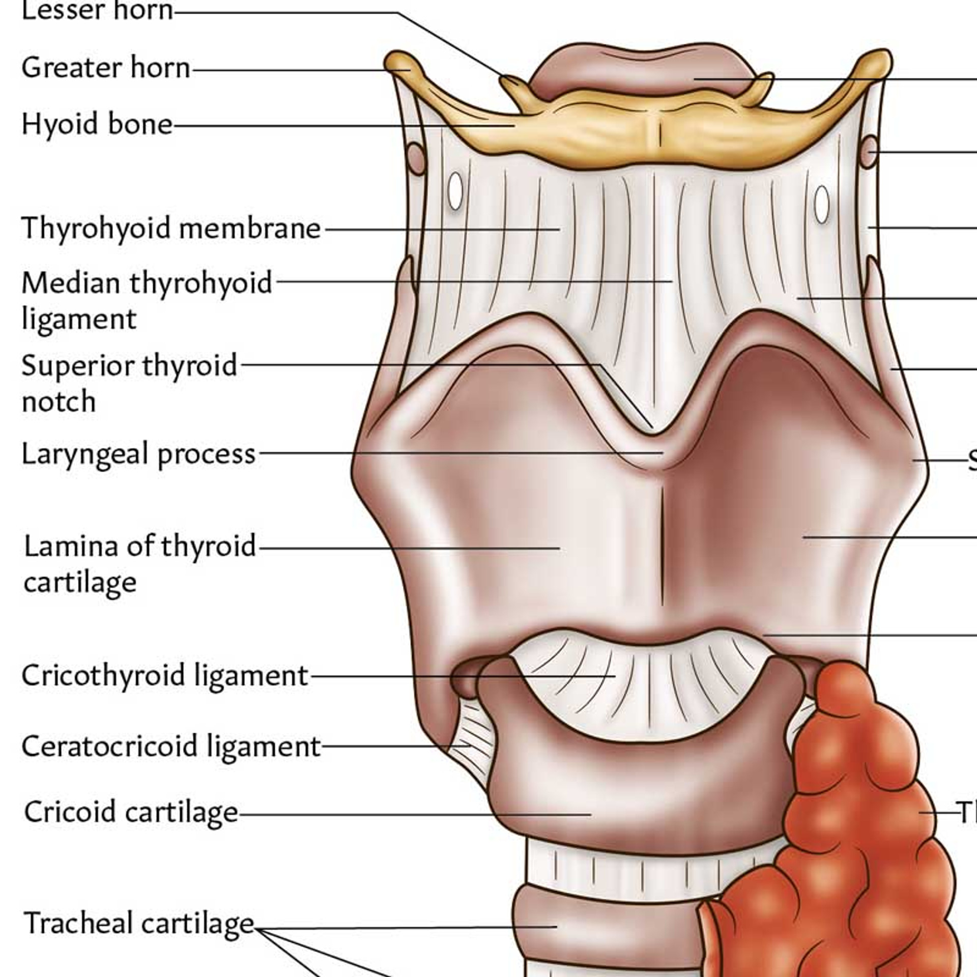 Anatomical Chart # 1587791803