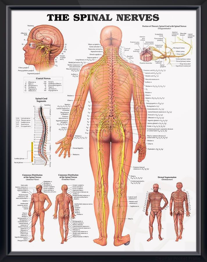 Anatomical Chart # 1587792052
