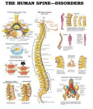 Anatomical Chart # 1587794438