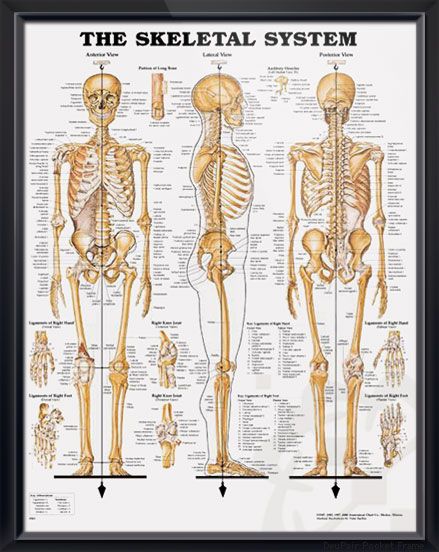 Anatomical Chart # 1587796821