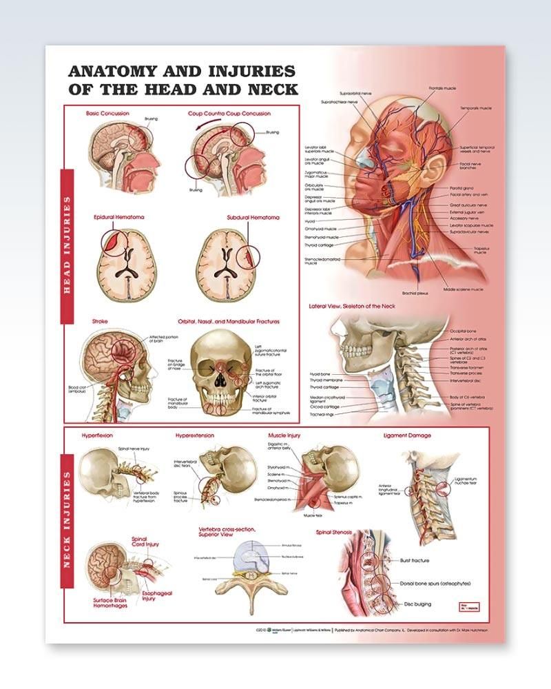 Anatomical Chart # 1587797283