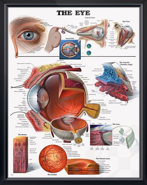 Anatomical Chart # 1587797496