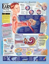 Anatomical Chart # 1587797518