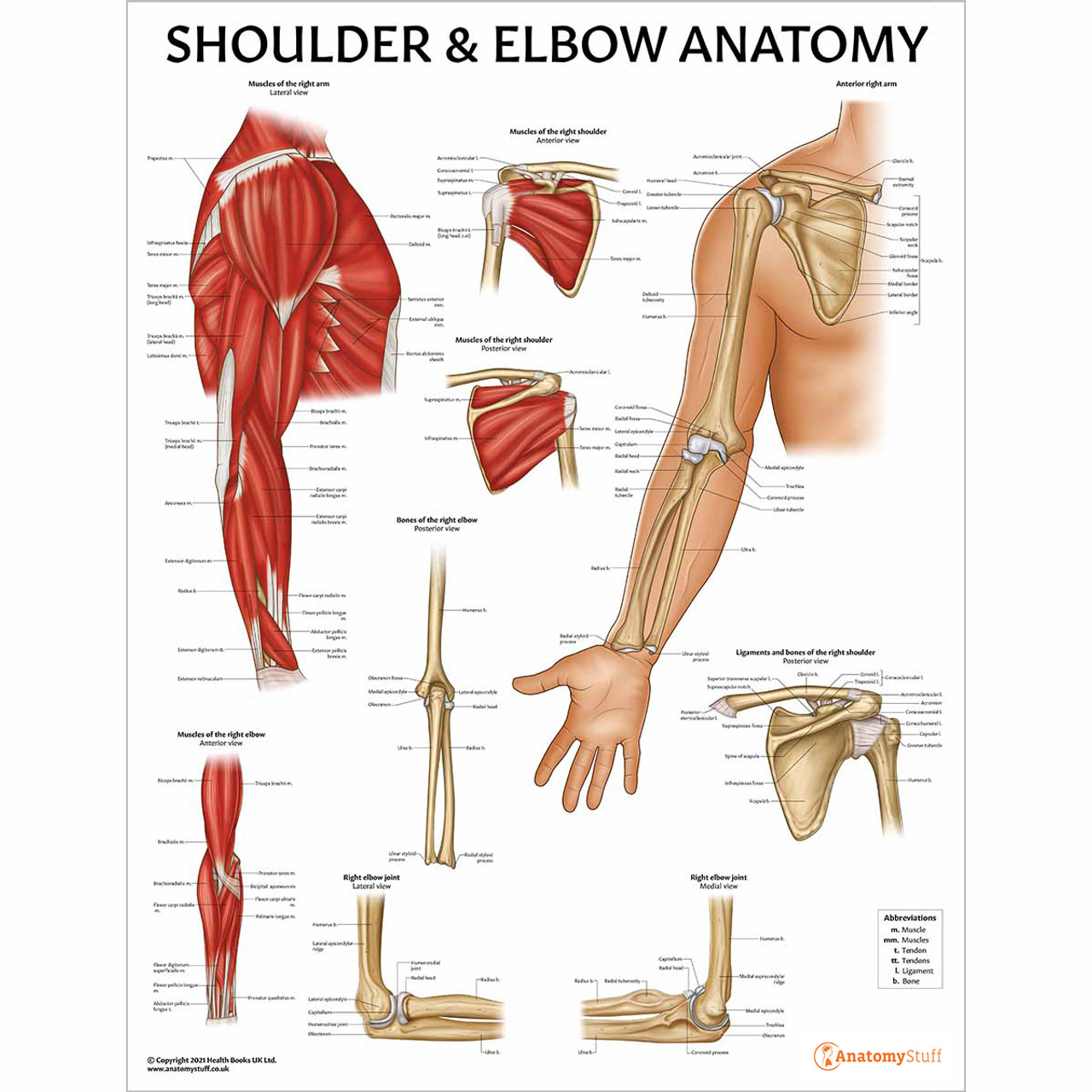 Anatomical Chart # 1587797550