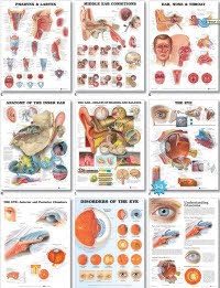 Anatomical Chart # 1587799146