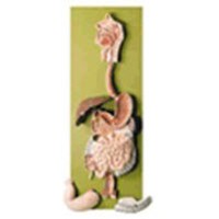 Anatomical Chart # 1587799359