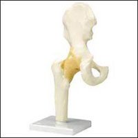 Anatomical Chart # A81