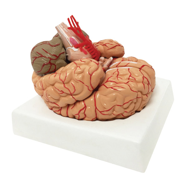 Anatomical Chart # C20C