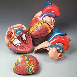 Anatomical Chart # CH3