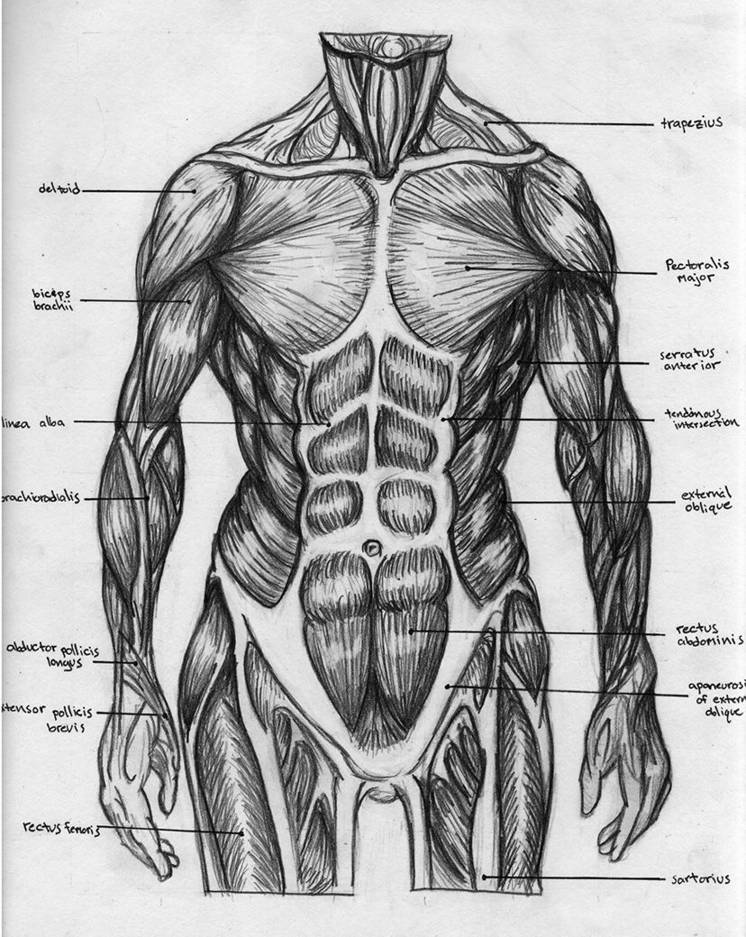 Anatomical Chart # CMT-5