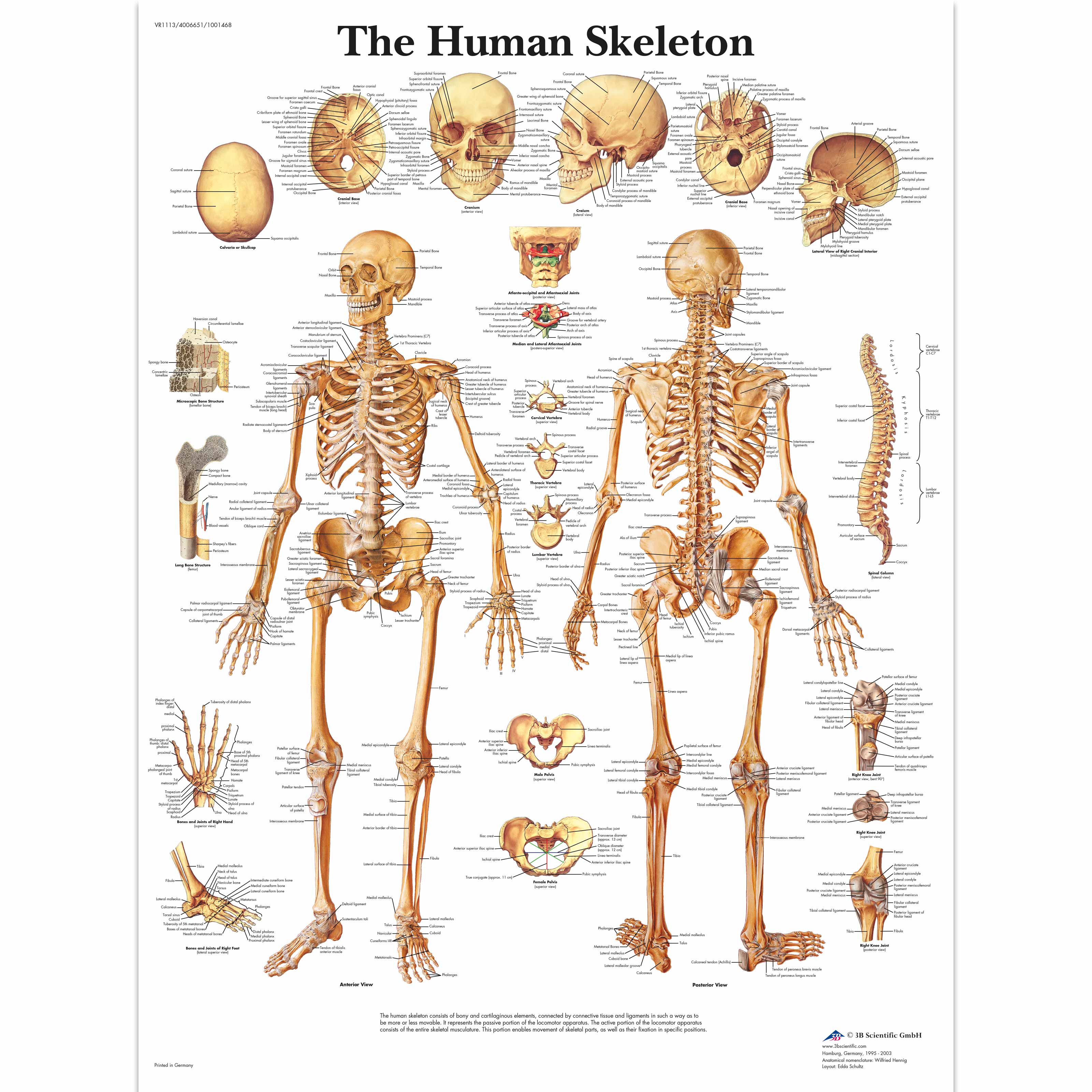 Anatomical Chart # WCP-1