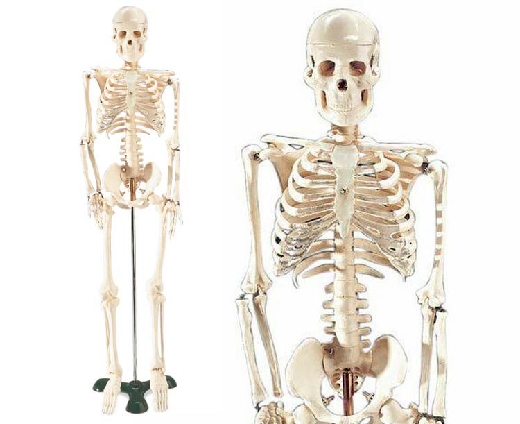 Anatomical Chart # WCP85