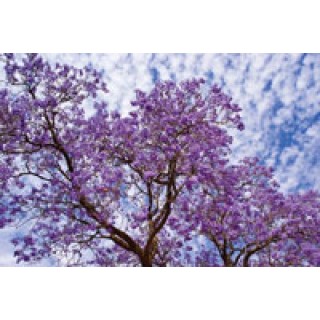 Applied Visual Concepts # 831007K