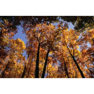 Applied Visual Concepts # 831022A