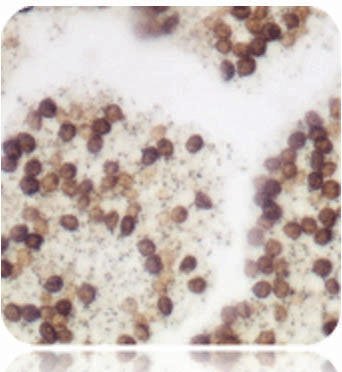 Azer Scientific # ES4802