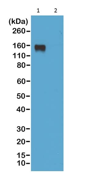 Biolegend # 407103-BL