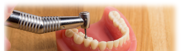 Dentamerica # A177401