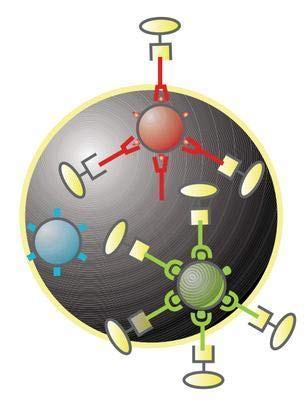 Gold Standard Diagnostics # MX007