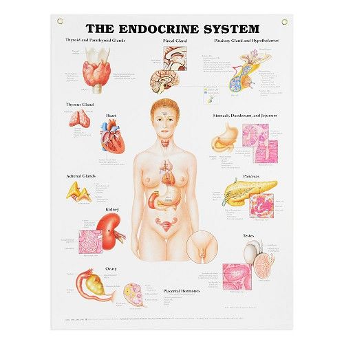 Nasco # SB25037U