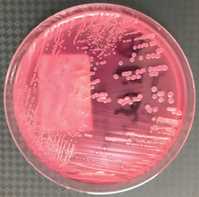 PML Microbiologicals # 121304