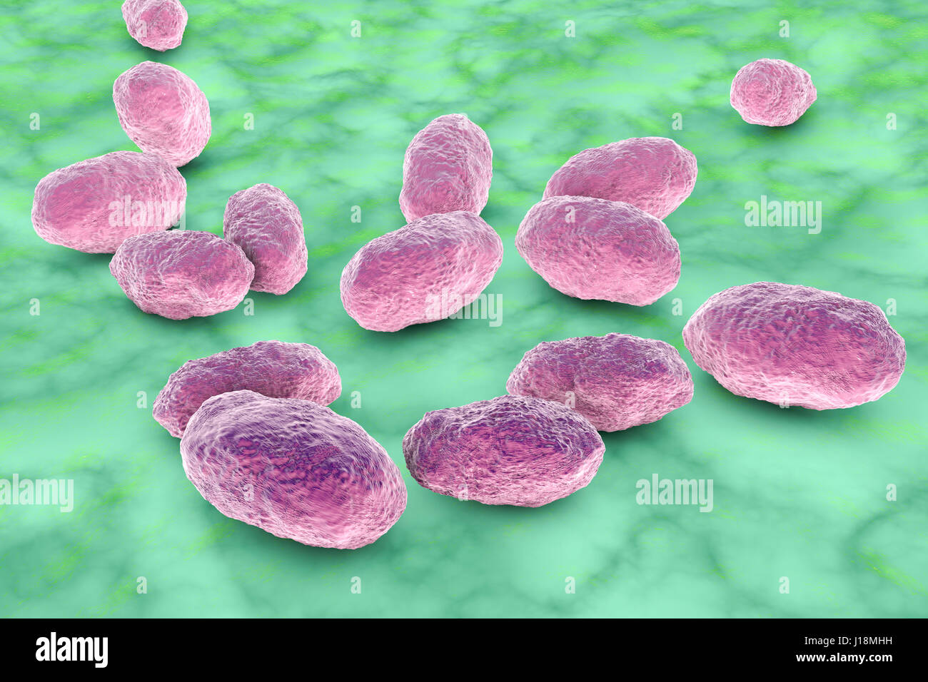 PML Microbiologicals # 121341