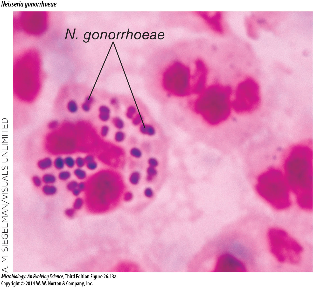 PML Microbiologicals # 121444
