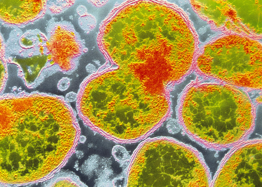 PML Microbiologicals # 121480