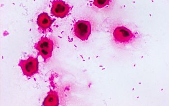 PML Microbiologicals # 121564