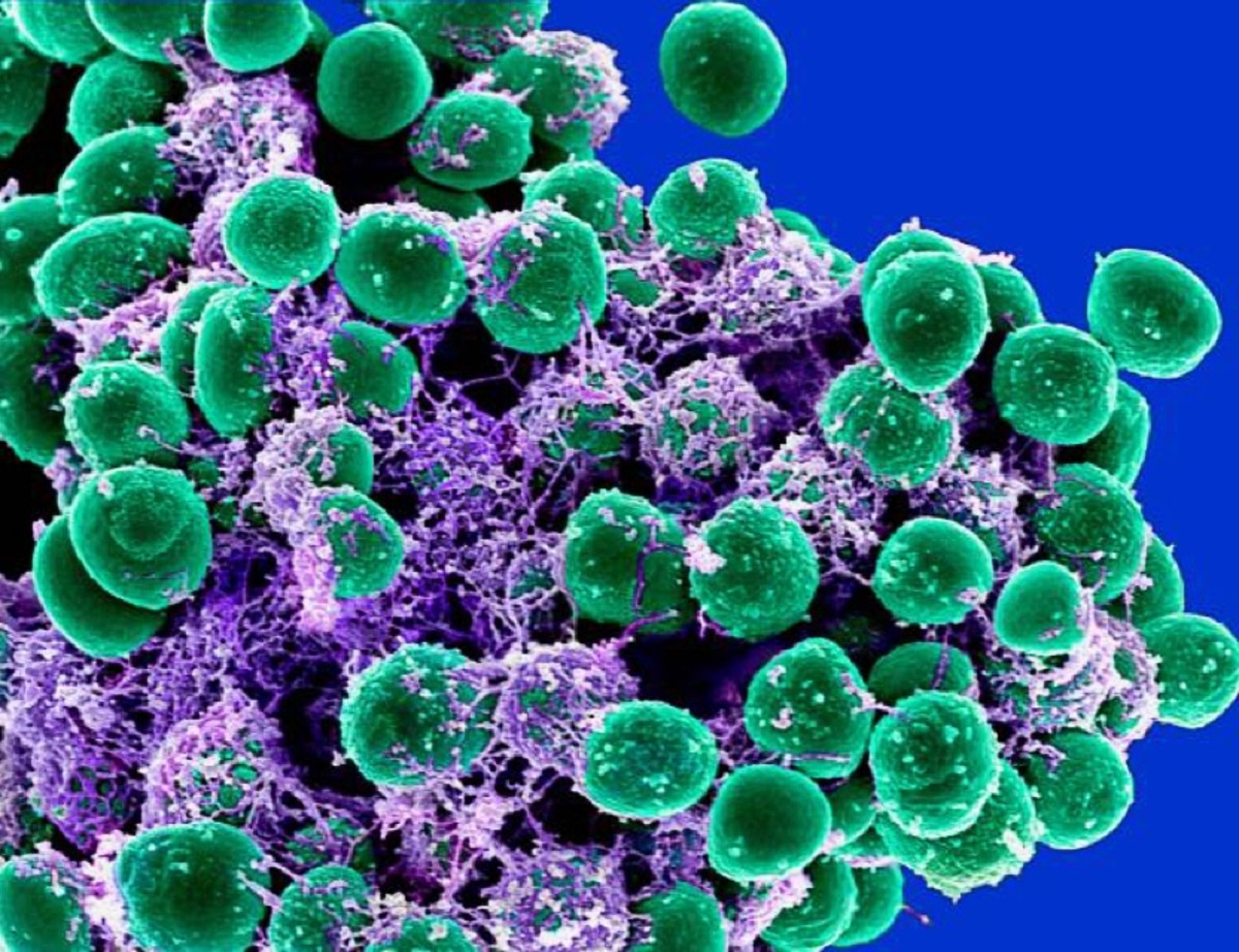 PML Microbiologicals # 121724