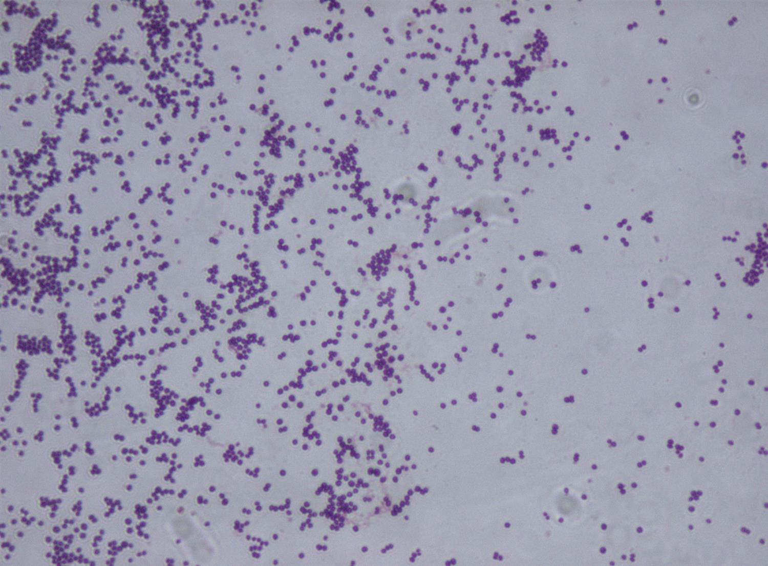 PML Microbiologicals # 121742