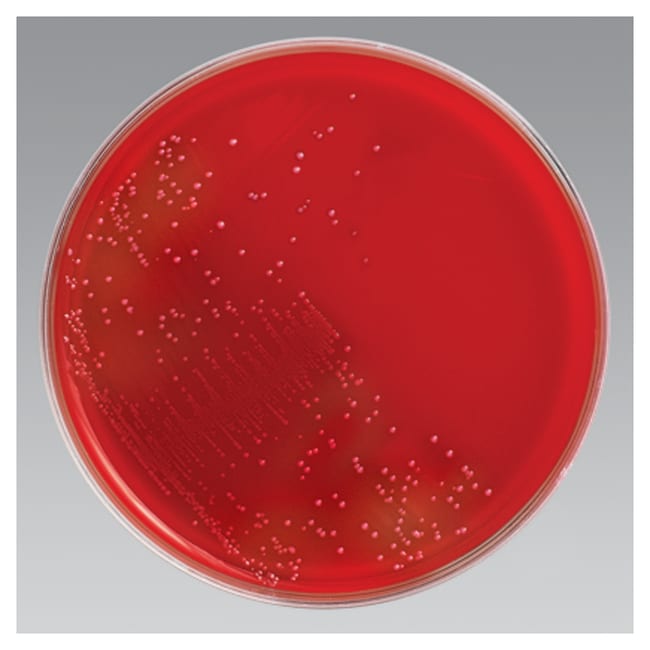 PML Microbiologicals # P4200