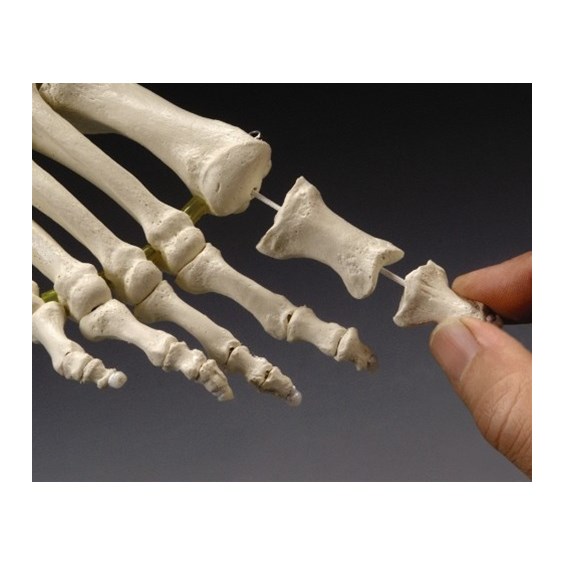 Wolters Kluwer Health # OS31E